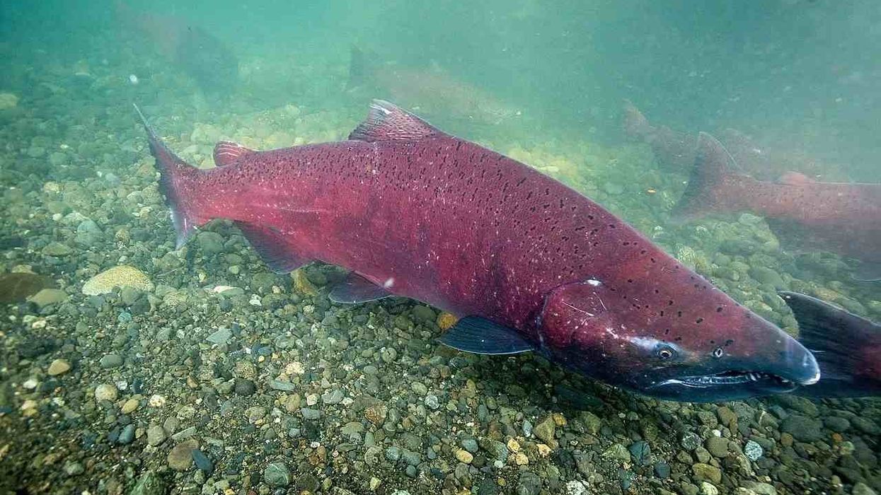 Chinook salmon facts are very informative.