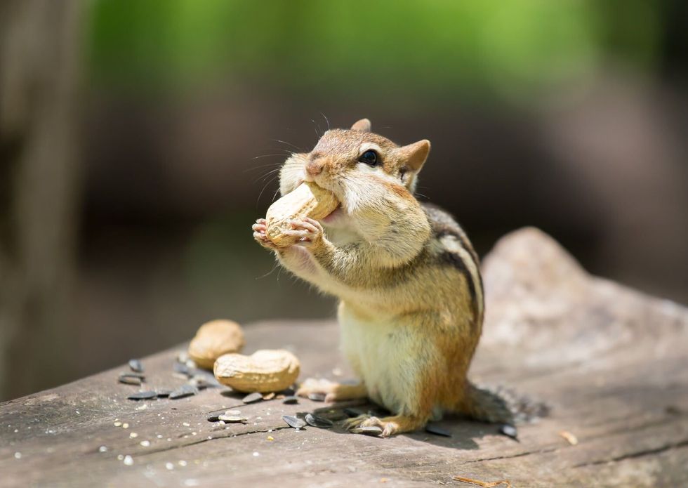 Chipmunk having nuts in wild.
