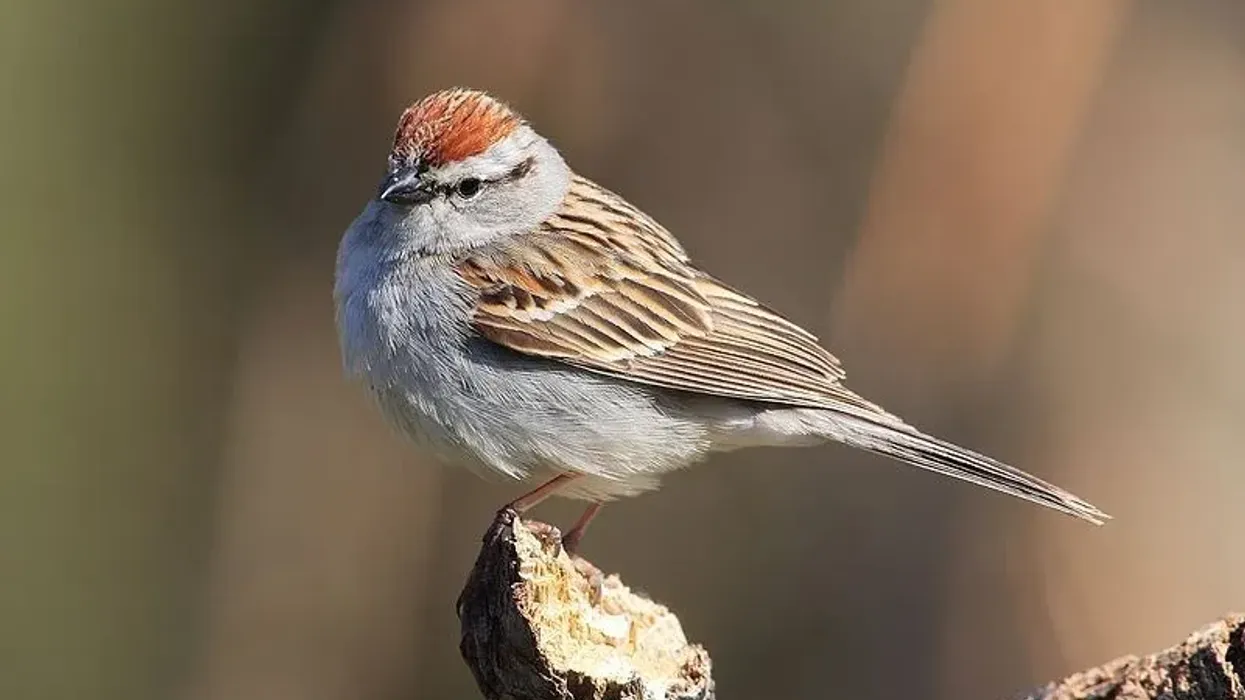 Chirping sparrow facts tell us that they have two variants Eastern chirping sparrow and Western chirping sparrow.