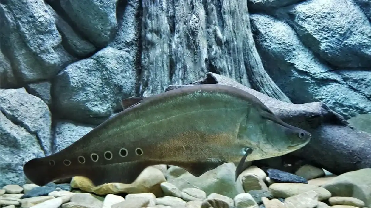 Chitala facts are interesting to read.