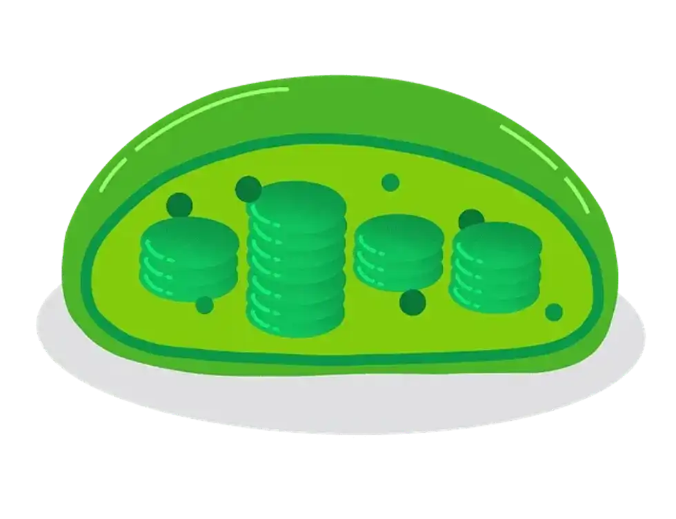 Chloroplast is present in plant cells and plant tissues.