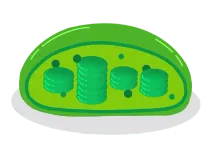Chloroplast is present in plant cells and plant tissues.