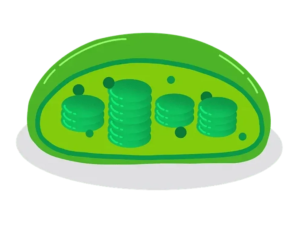 Chloroplast is present in plant cells and plant tissues.