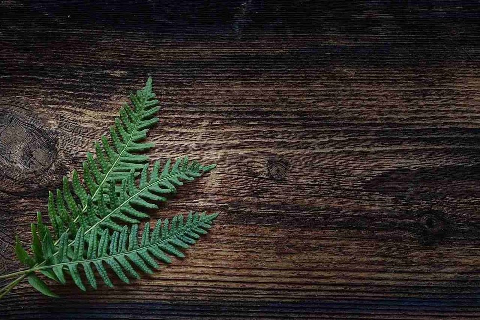 Christmas ferns are a type of garden plant