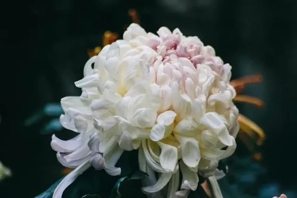 Chrysanthemum flower is a visual treat! Read some amazing facts about chrysanthemums.