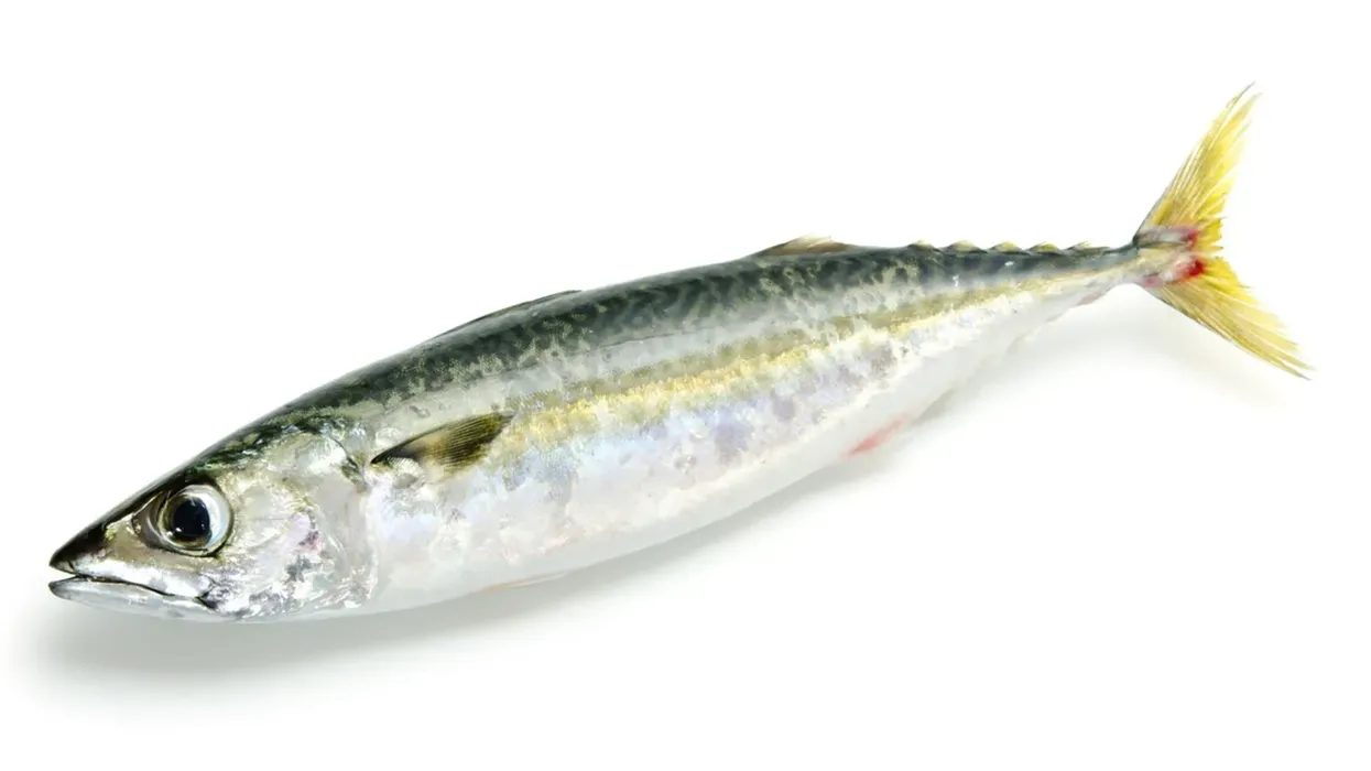 Chub mackerel facts that it resembles Atlantic Chub mackerel.