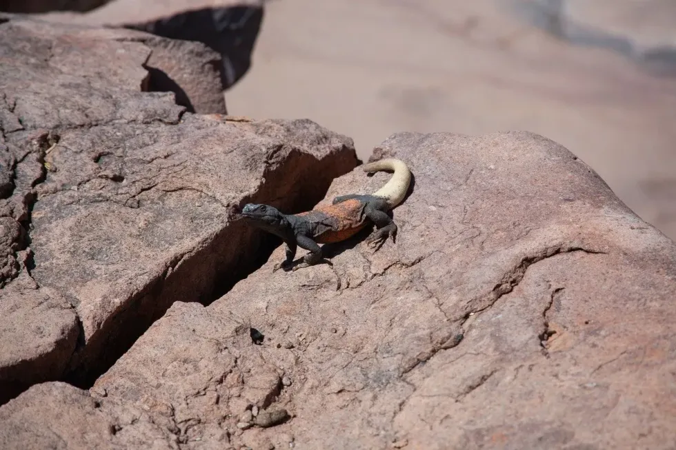 Chuckwallas live 4,500 elevated levels above the sea. Let's find out more chuckwalla facts.