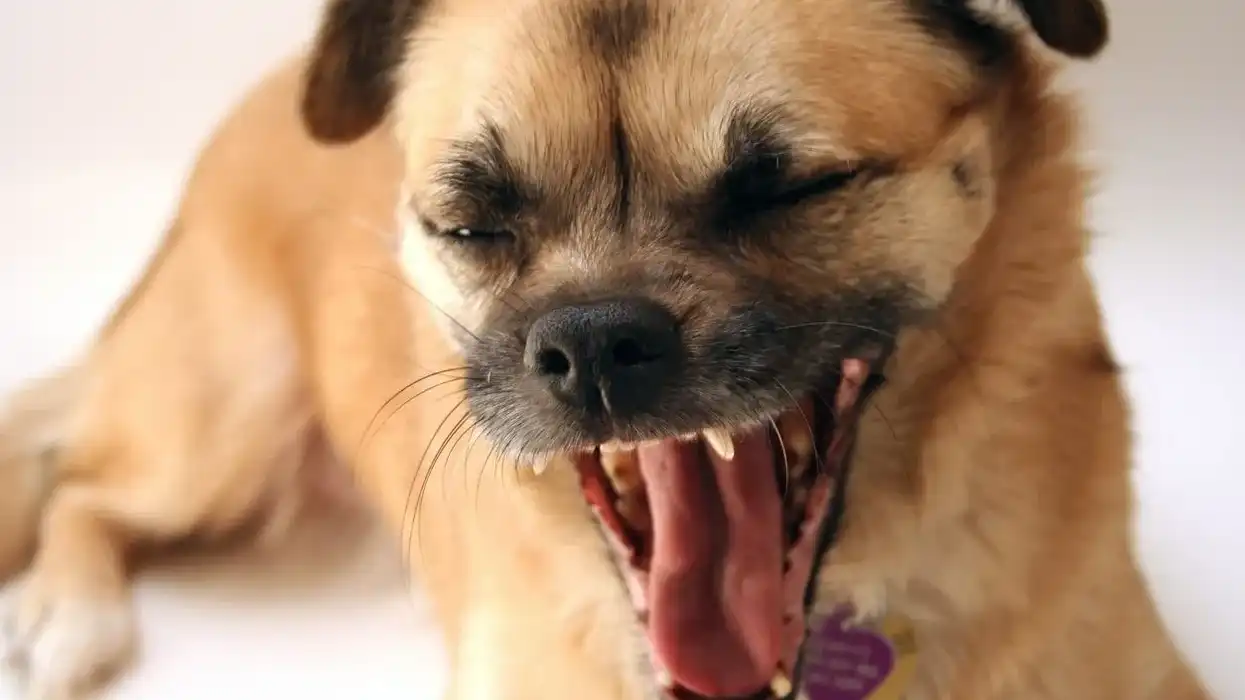 Chug dog facts for kids are interesting!