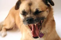Chug dog facts for kids are interesting!