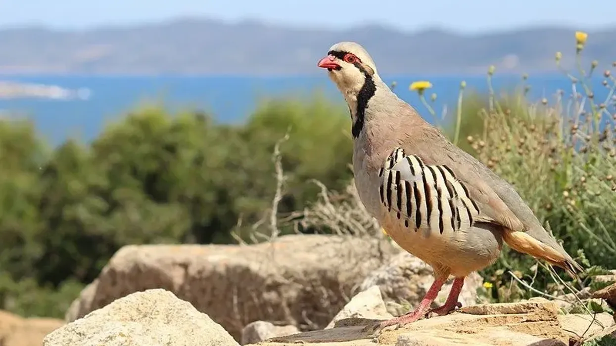 Chukar facts like they are plump birds with small legs are interesting.