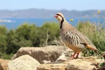 Chukar facts like they are plump birds with small legs are interesting.