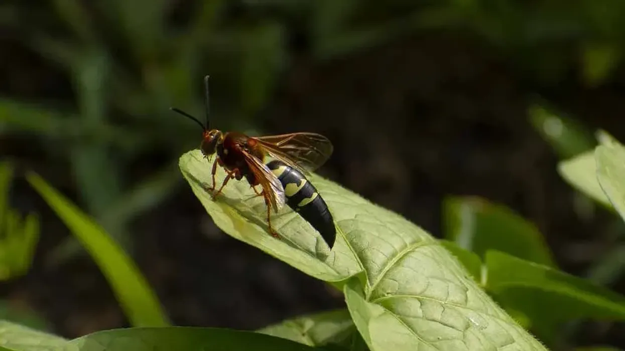 Cicada killer wasps facts for kids to learn and enjoy