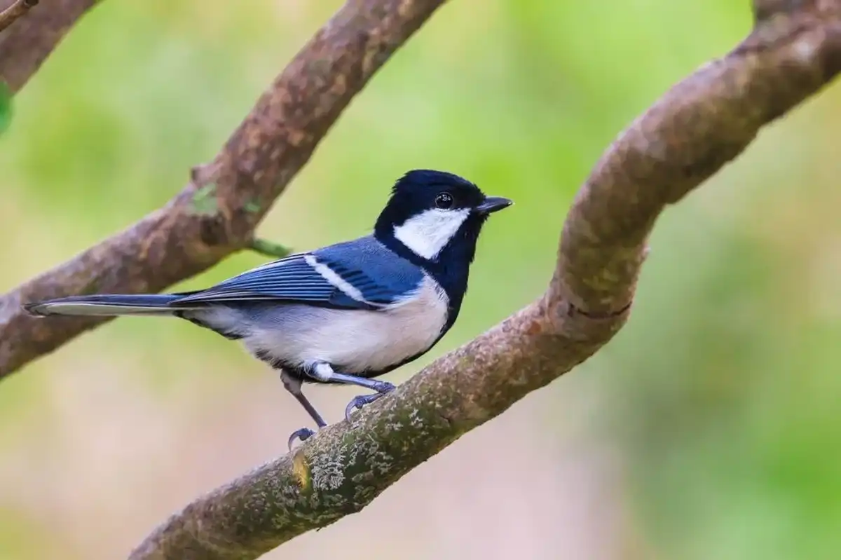 Cinereous tit facts for kids are interesting.