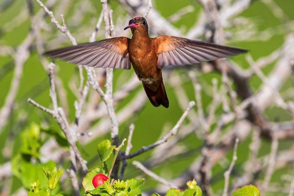 Cinnamon hummingbird spreading its wings.