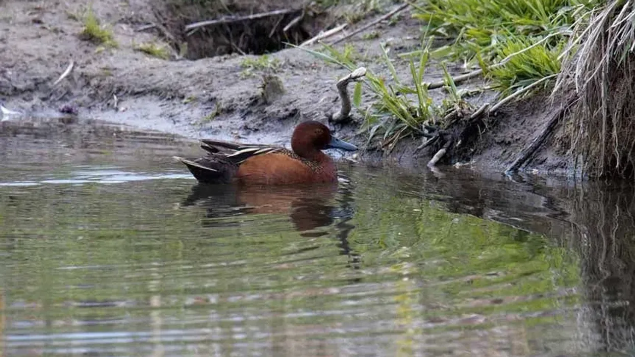 Cinnamon teal facts about a dabbling species of ducks.