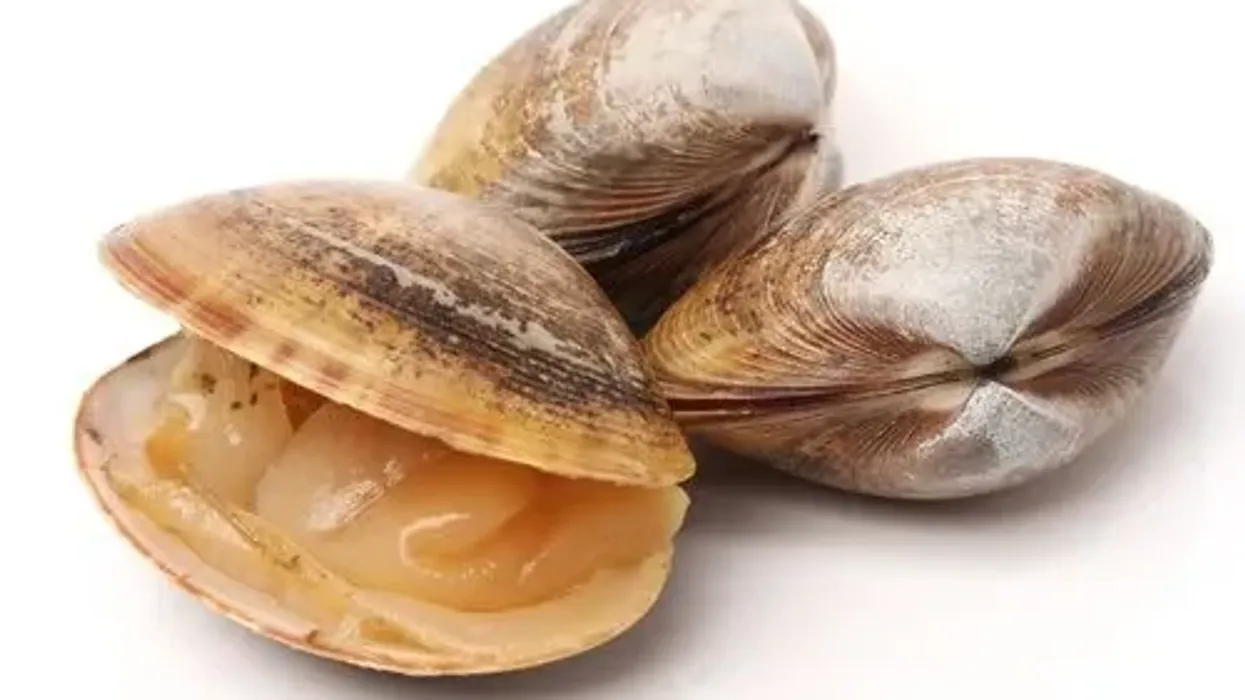 Clam facts, such as they use their burrowing foot to move across the sand or mud, are very interesting.