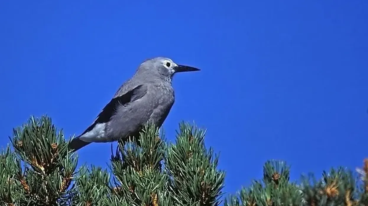 Clark's nutcracker facts about the bird species that resides on single-leaf pinyon pines.