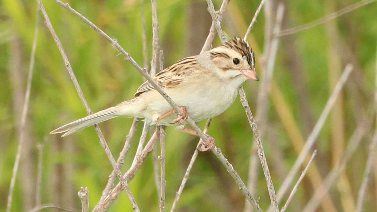 Clay colored sparrow facts about the small new world sparrow of North America.