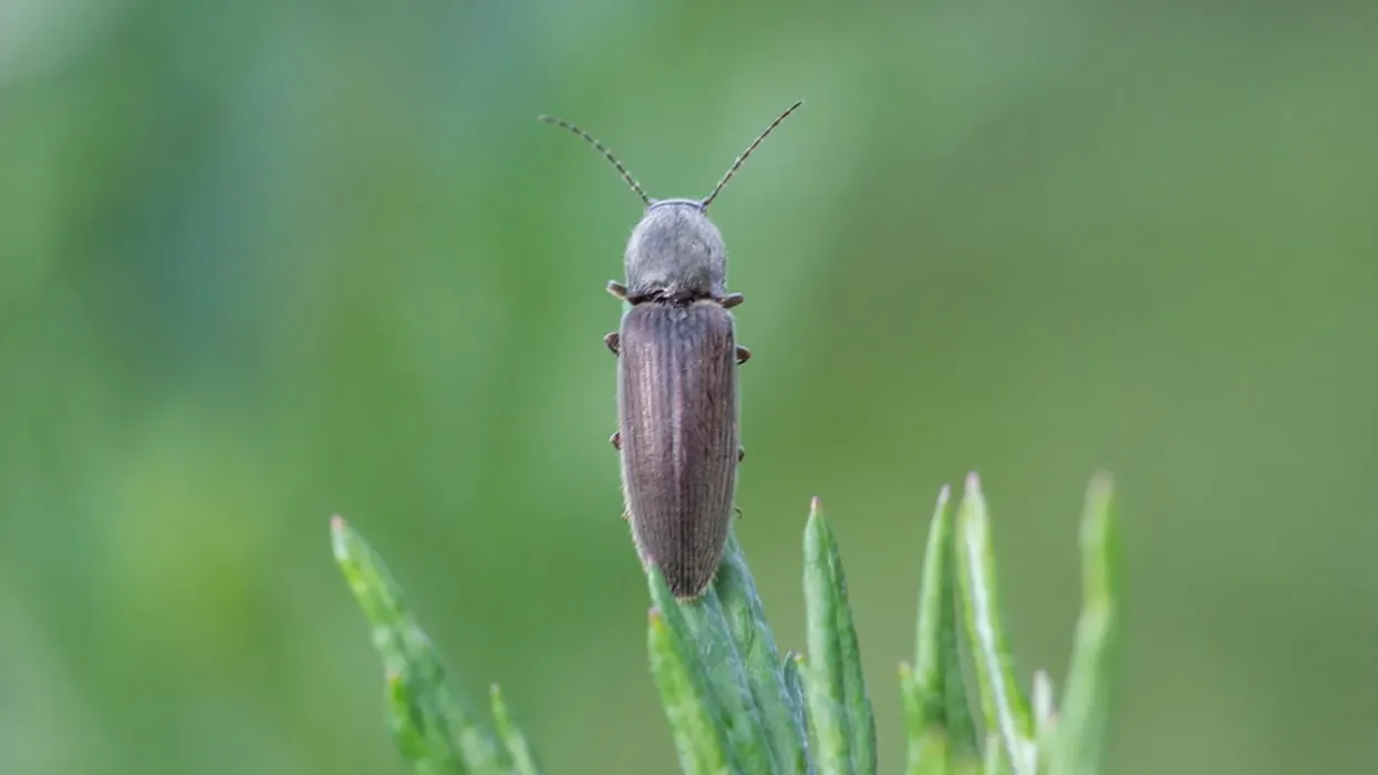 Click Beetle facts are interesting to learn about