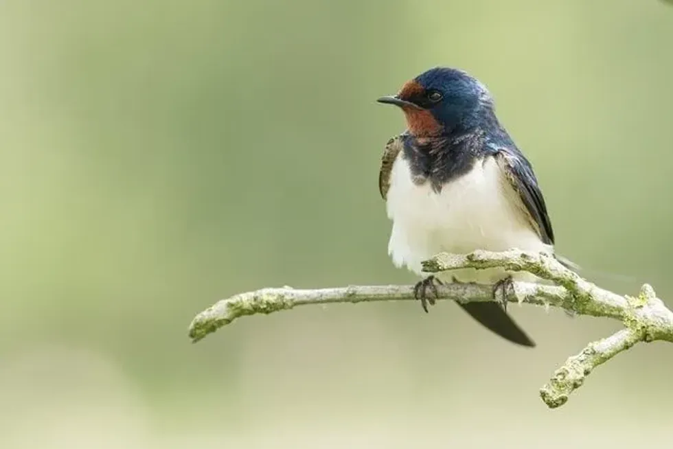 Cliff swallows are related to barn swallows and purple martins.