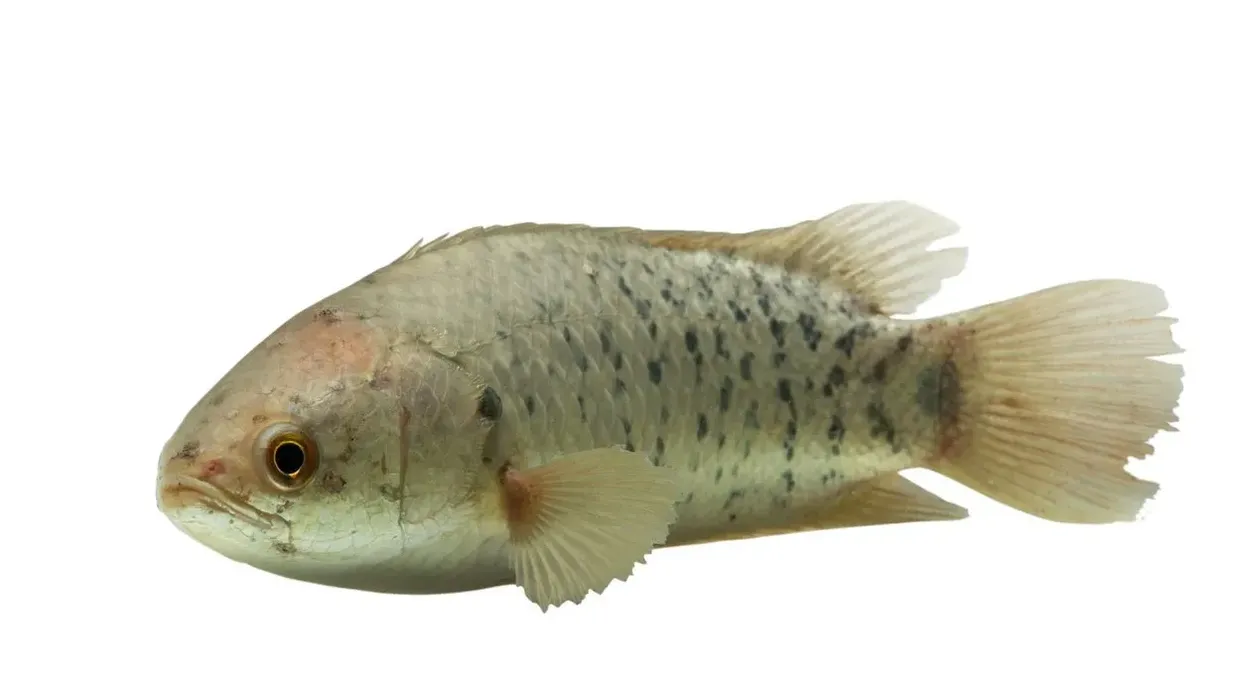 Climbing Perch facts to dive into the world of this Walking fish.