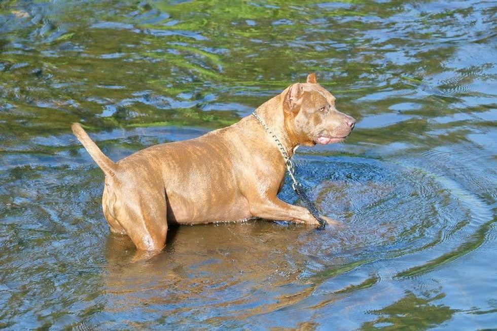 Close profile view of an alert, muscular Catahoula bulldog standing attentively in the water.