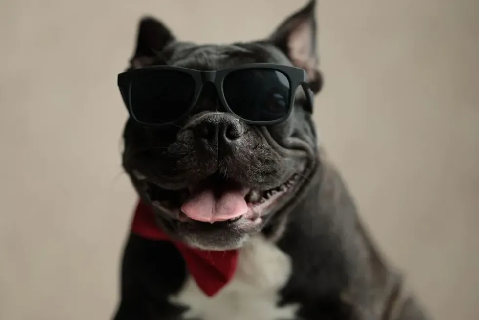 Close up of a badass french bulldog wearing sunglasses sitting and staring at camera on gray background