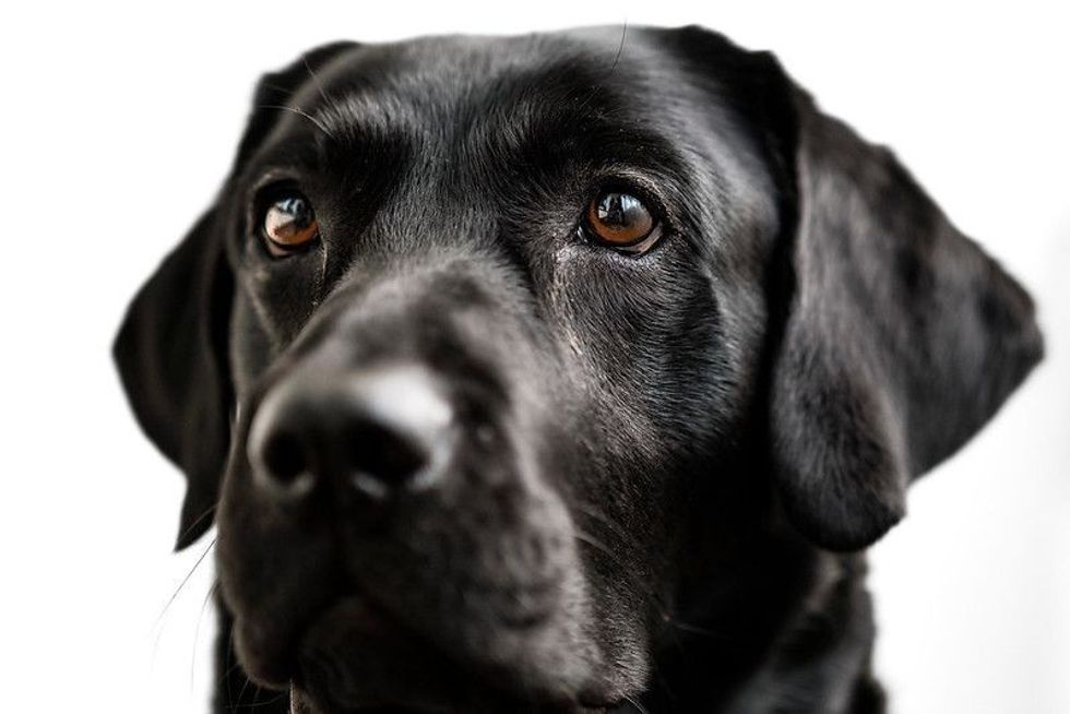 Close up of a black Labrador dog's face with watery eyes.
