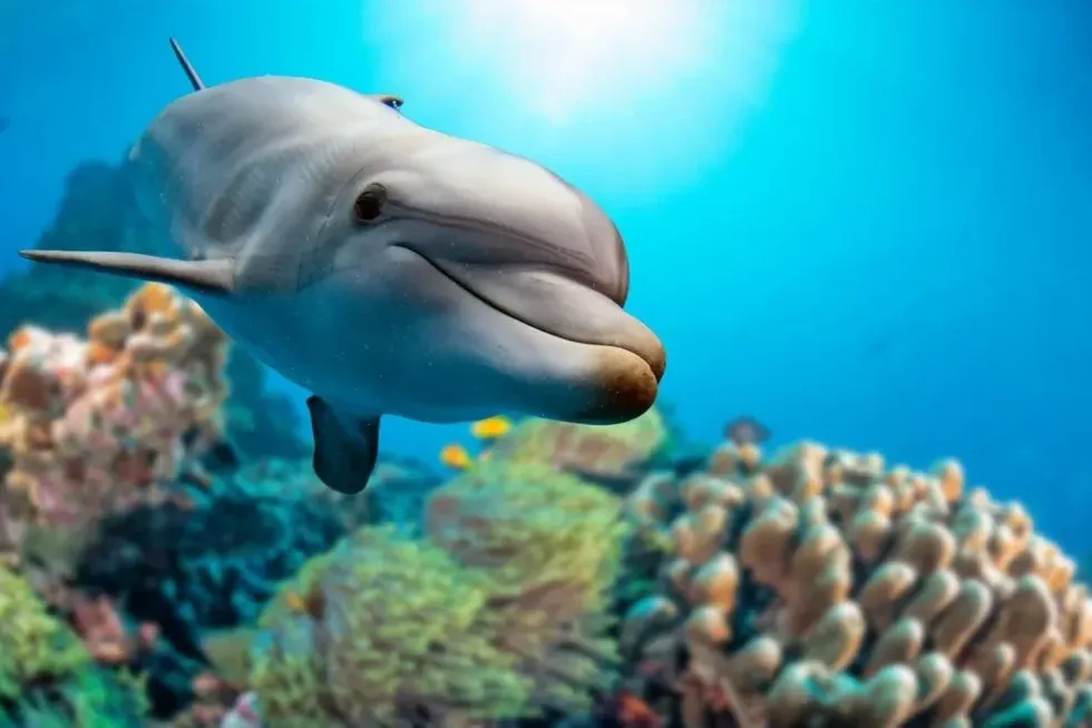 Close up of a dolphin swimming in the sea underwater.