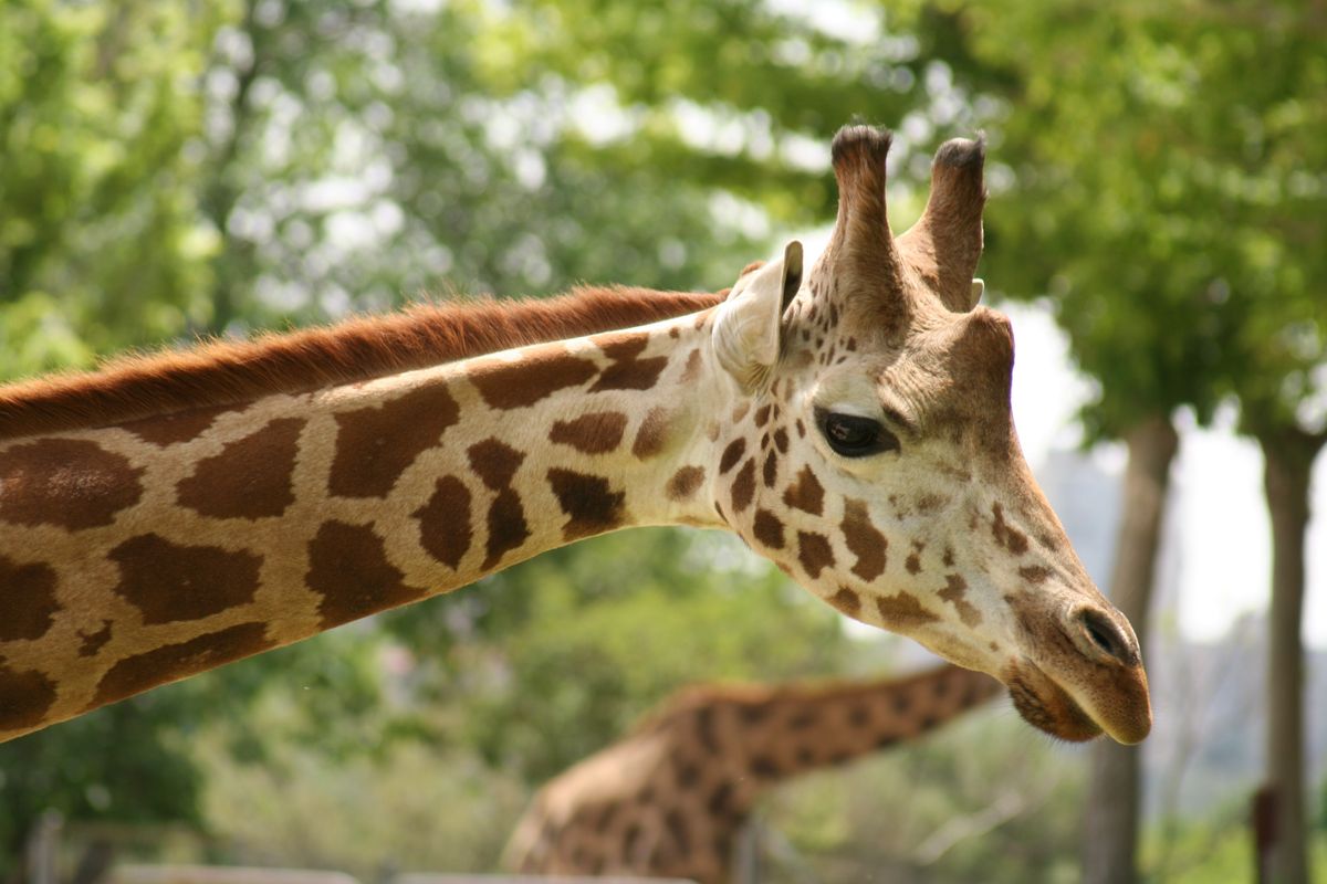 Close-up of a giraffe's head and neck with a background of green trees, showcasing its distinctive brown spots and small horn-like ossicones.