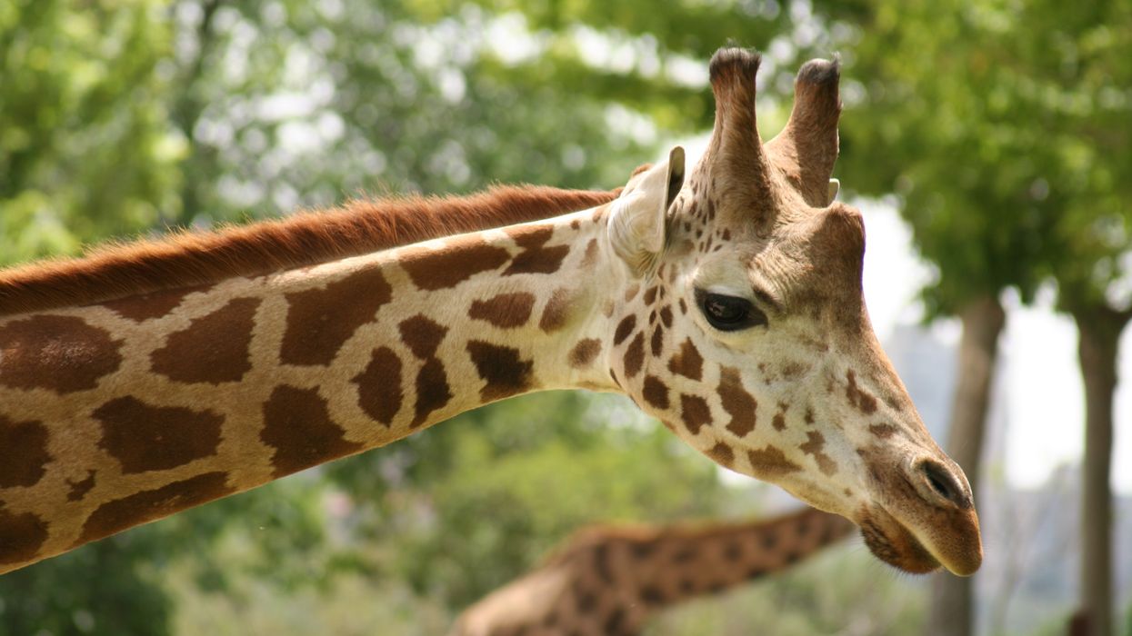 Close-up of a giraffe's head and neck with a background of green trees, showcasing its distinctive brown spots and small horn-like ossicones.