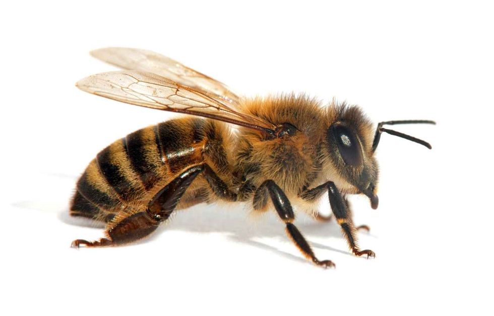 Close up of a honeybee.
