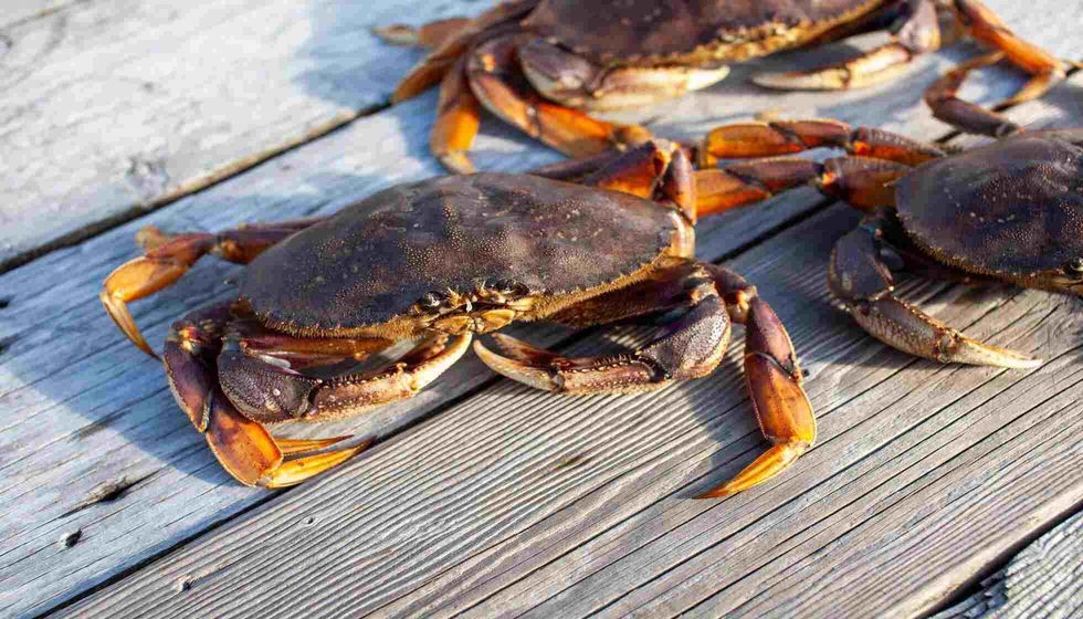 Close up of a male Dungeness crab sitting on a dock.