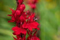 Close up of a red cardinal flower