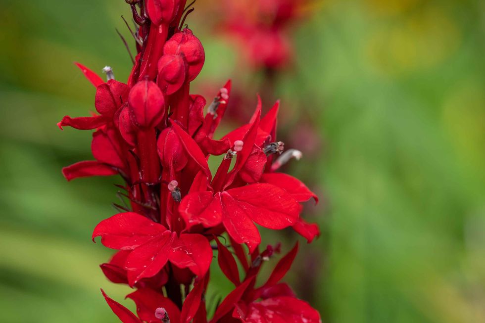 Close up of a red cardinal flower