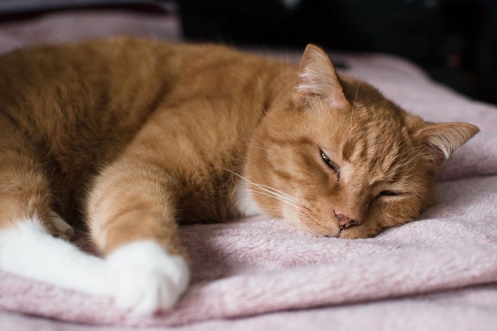 Close up of a sick ginger cat sleeping