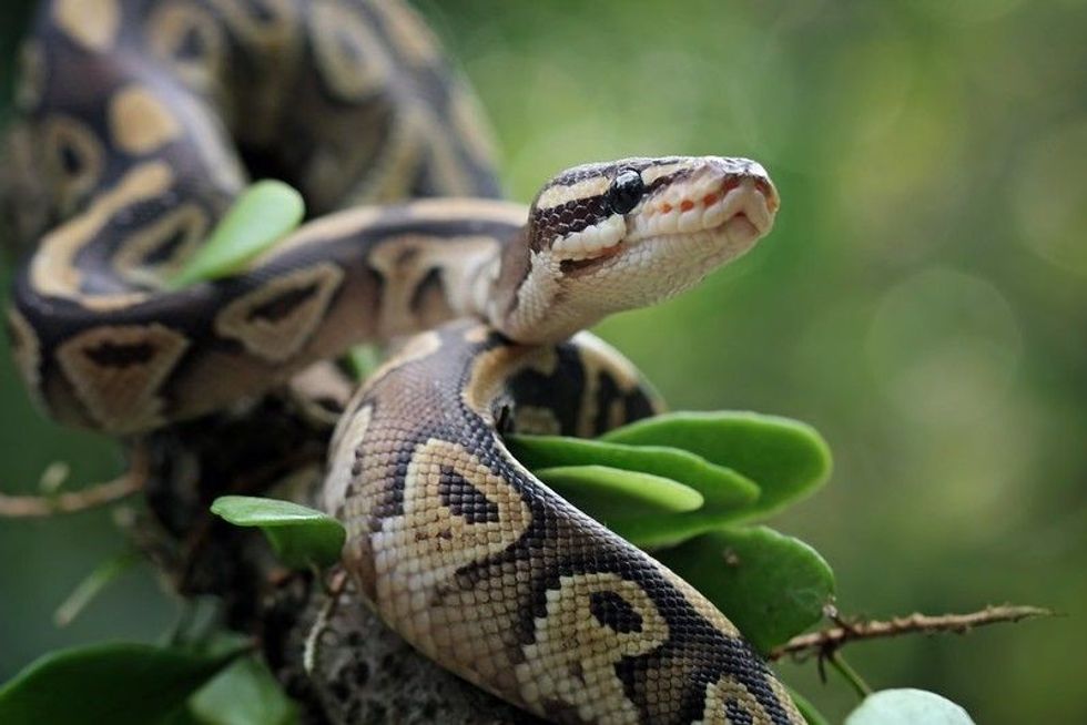 Close up of ball python on a branch.