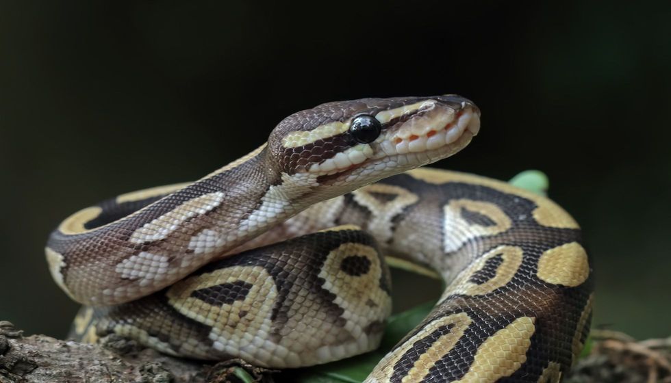 Close up of ball python on a branch.