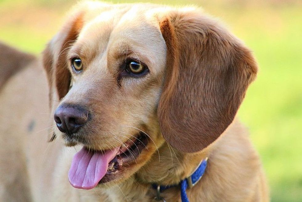 CLose up of Beagle Lab Mix 