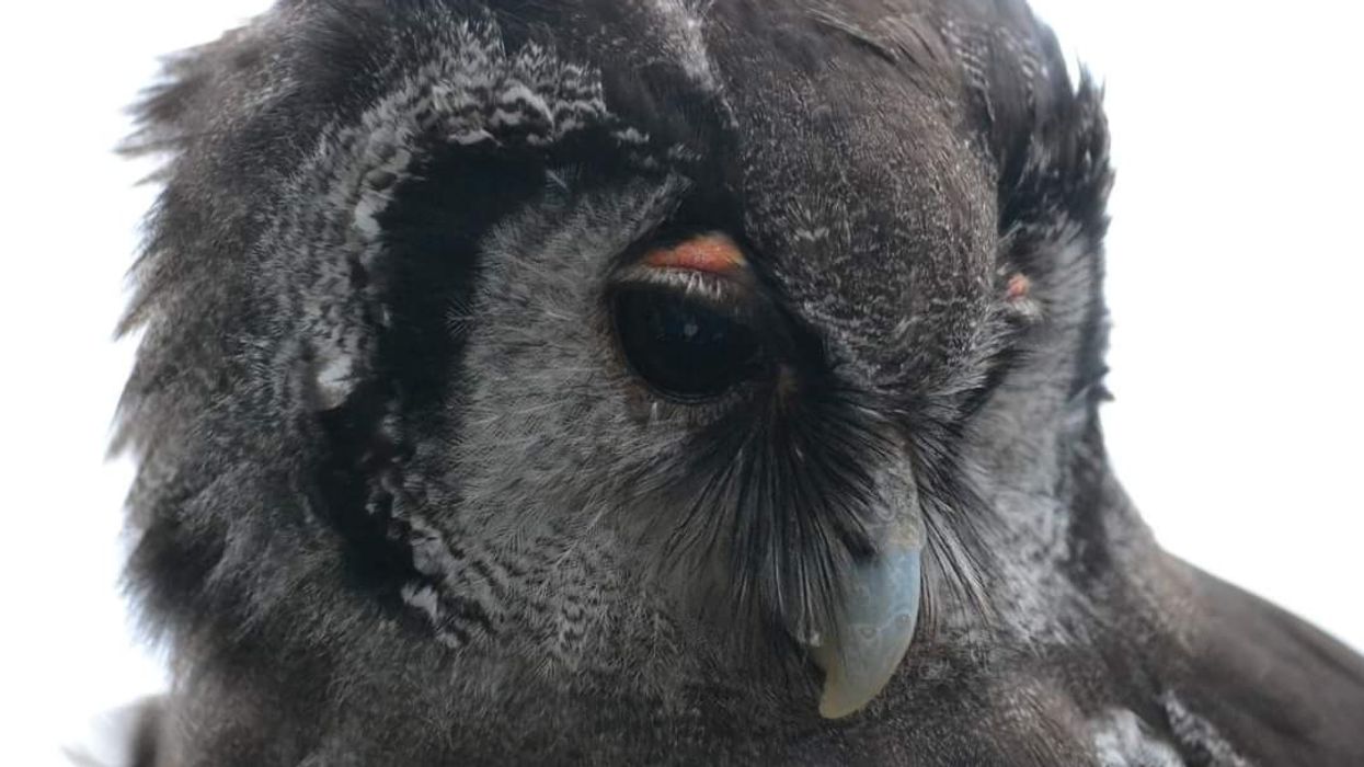 Close up of black Verreaux Eagle Owl.