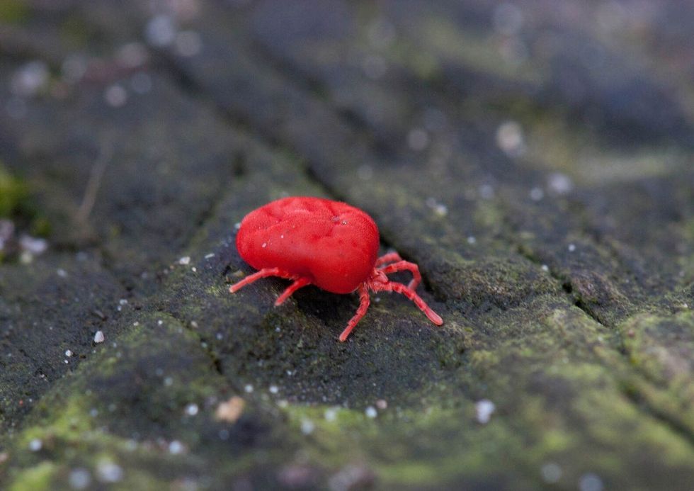 Close up of chigger bug