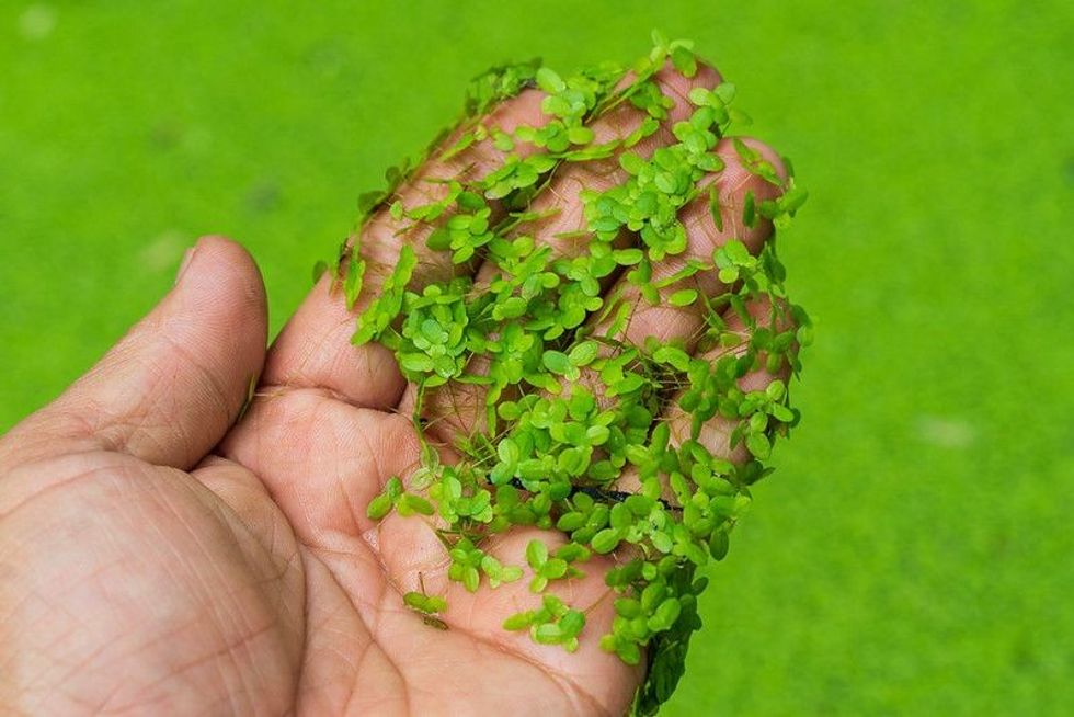 Close up of Duckweed or Lemna minor (Lemna perpusilla Torrey) on hand.