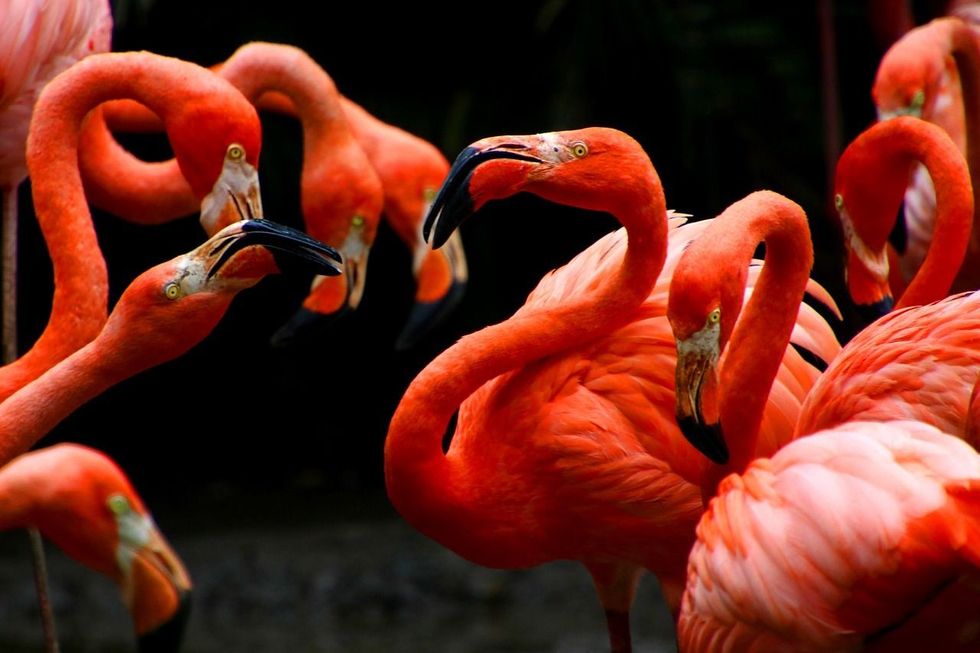 Close up of Flamingos.