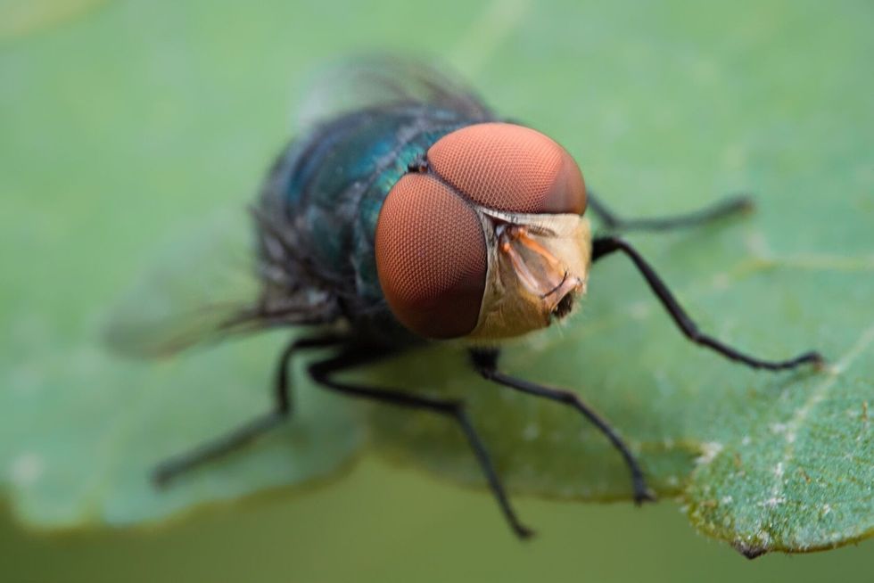 Close up of fly's eyes