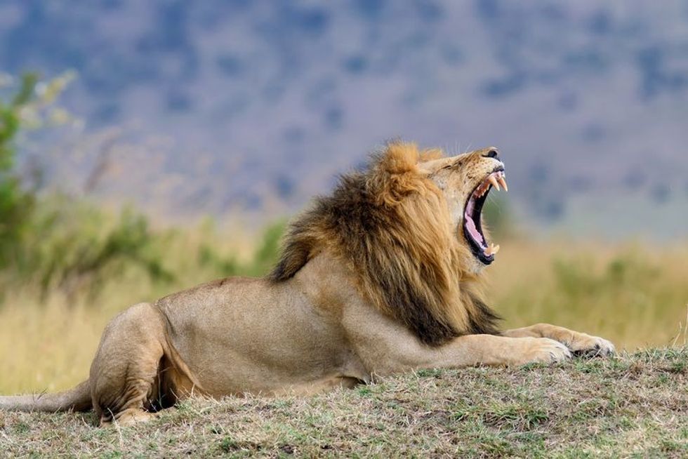 Close up of lion in National park.
