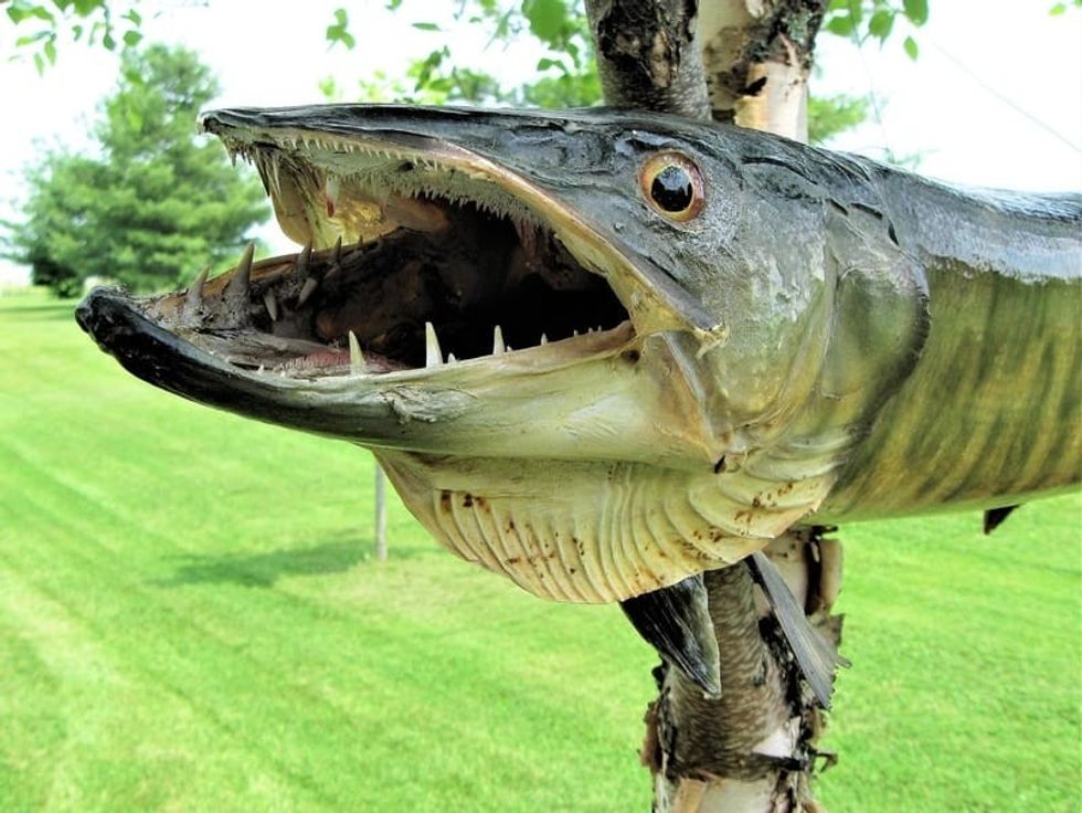 Fun Muskellunge Facts For Kids 