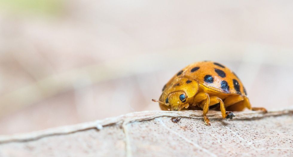 Close up of orange ladybug with black spots.