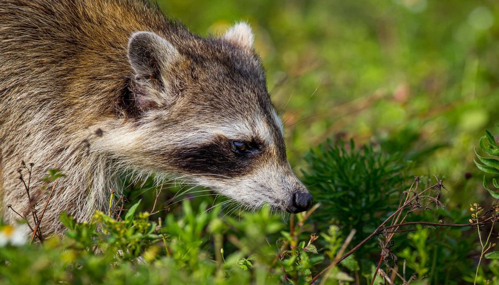 Close up of raccoon sniffing for food.