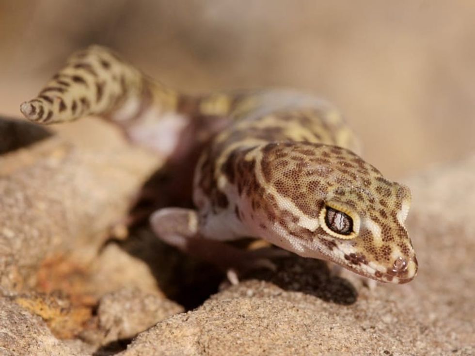 Fun Texas Banded Gecko Facts For Kids 