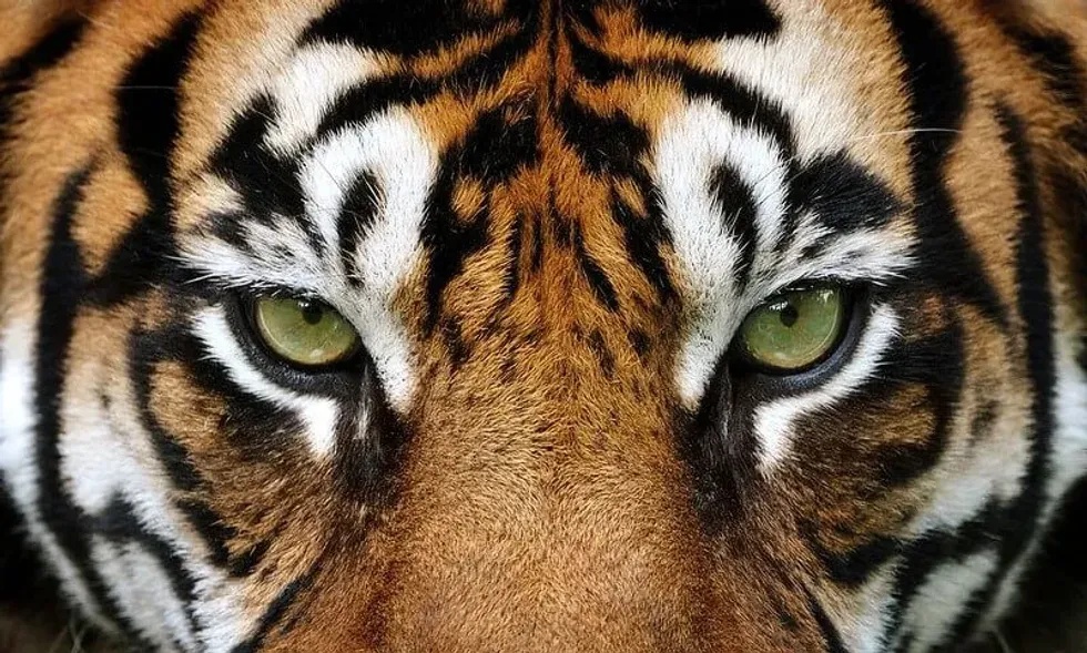close up of tiger's eyes for a tiger quiz